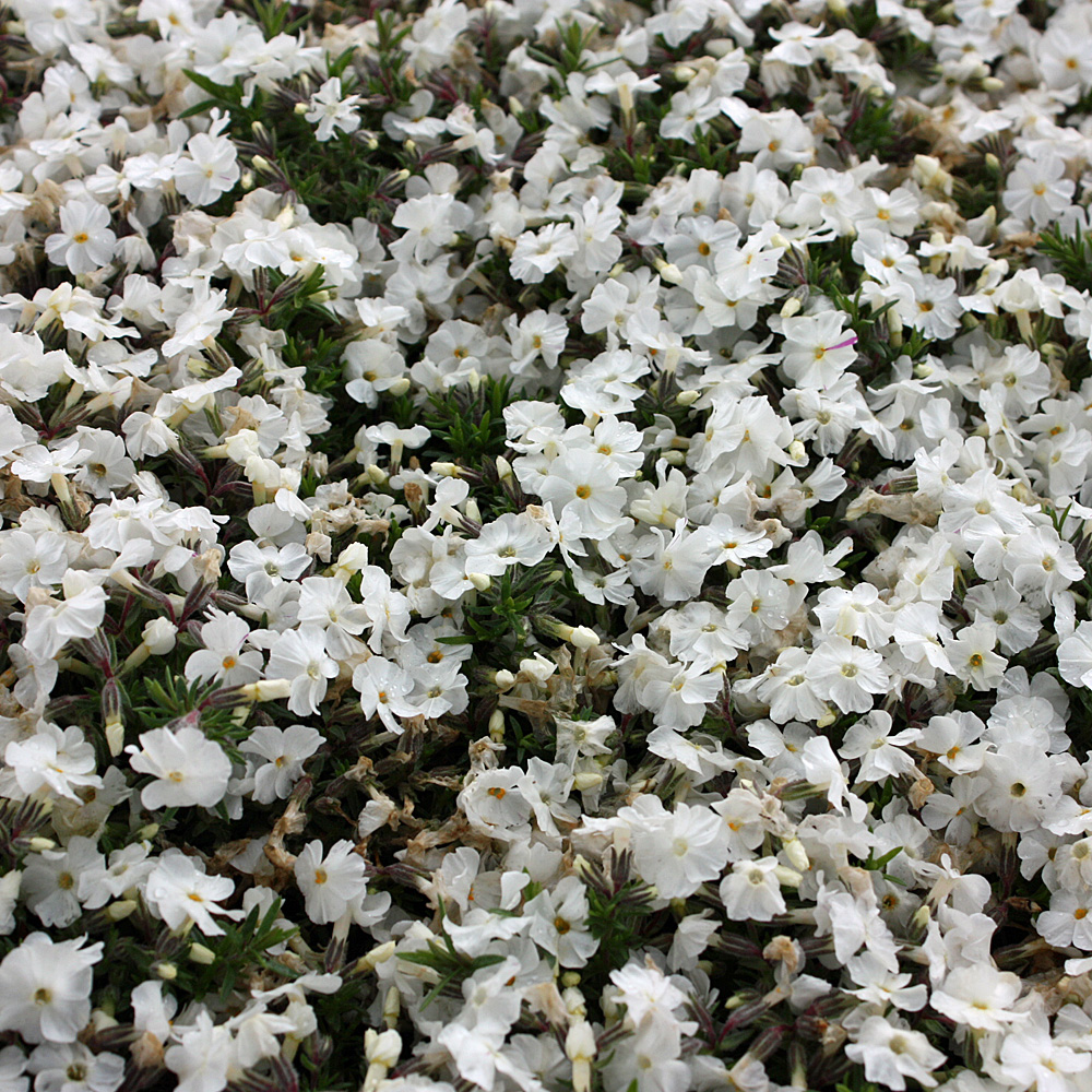 Polsterphlox 'White Admiral'