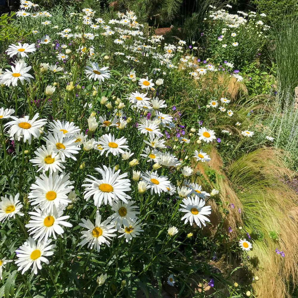 Margerite 'Beethoven'