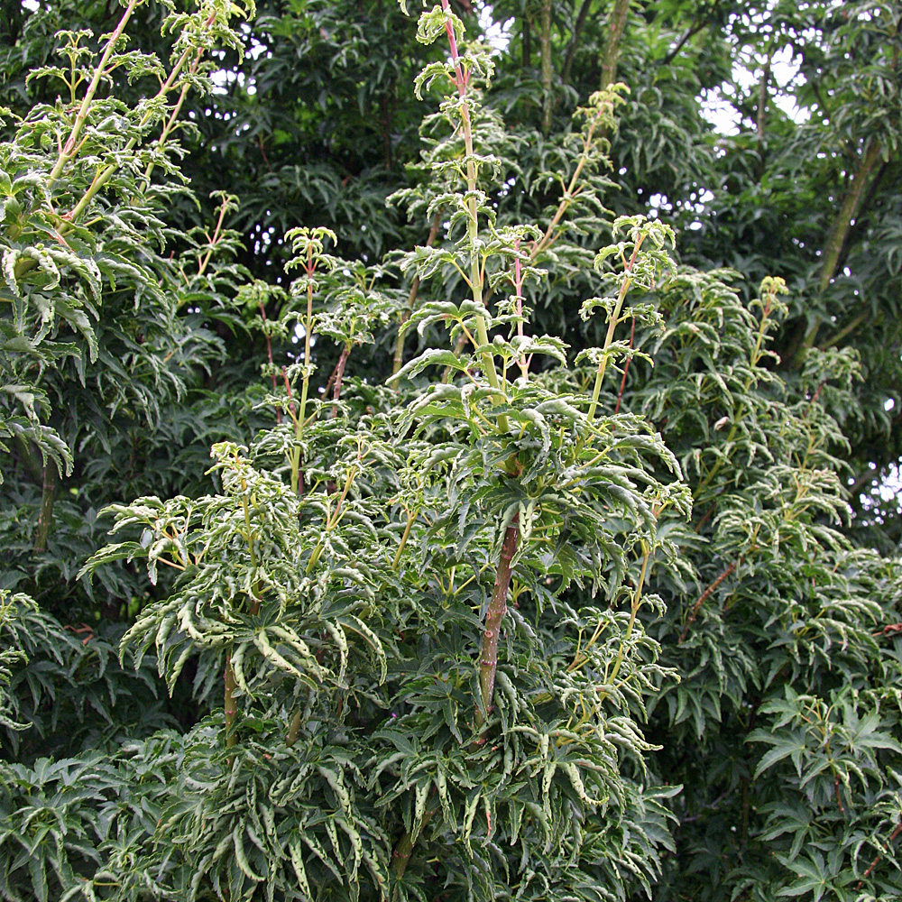 Fächerahorn, Ahorn, Acer, Blattschmuck