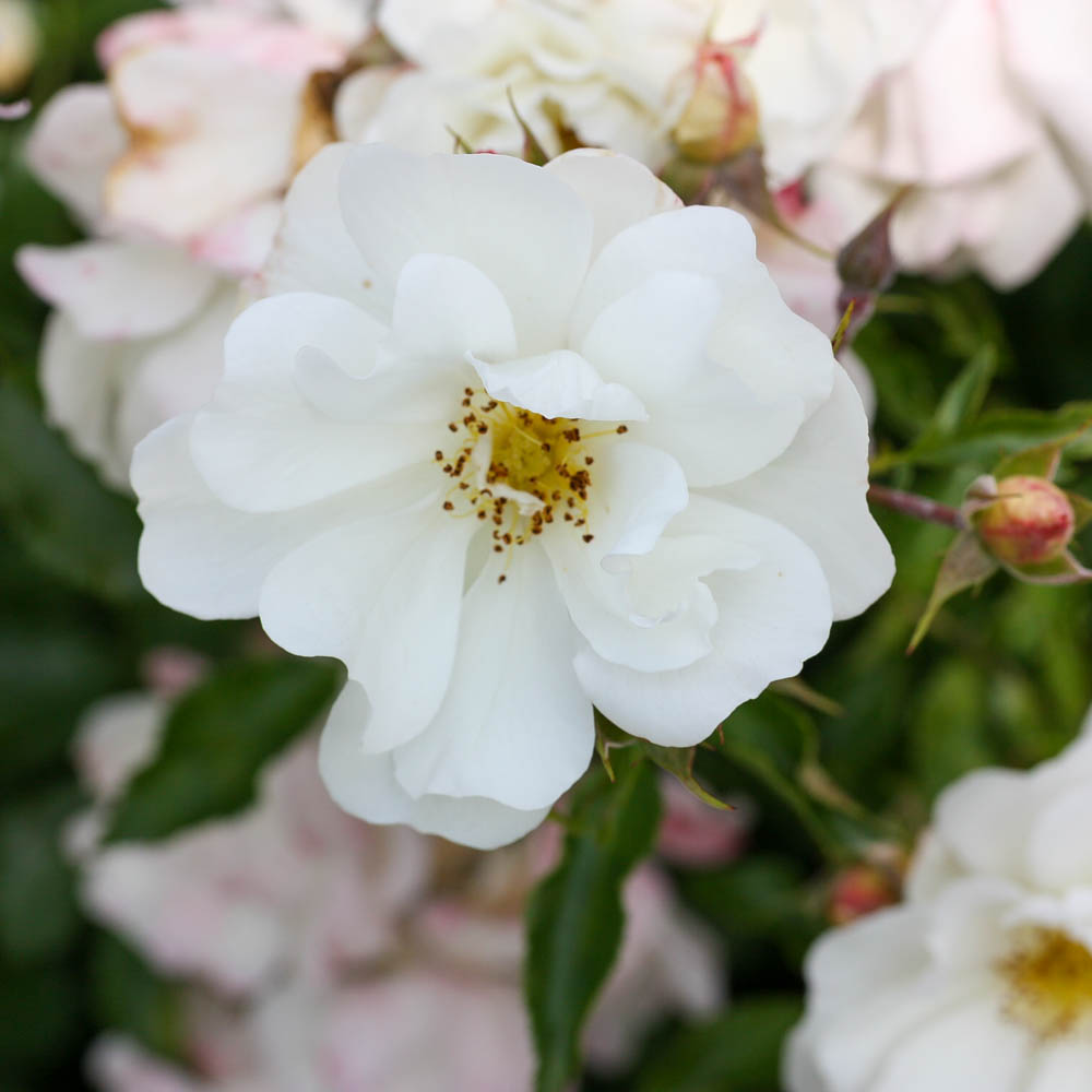 Bodendeckerrose 'Diamant'