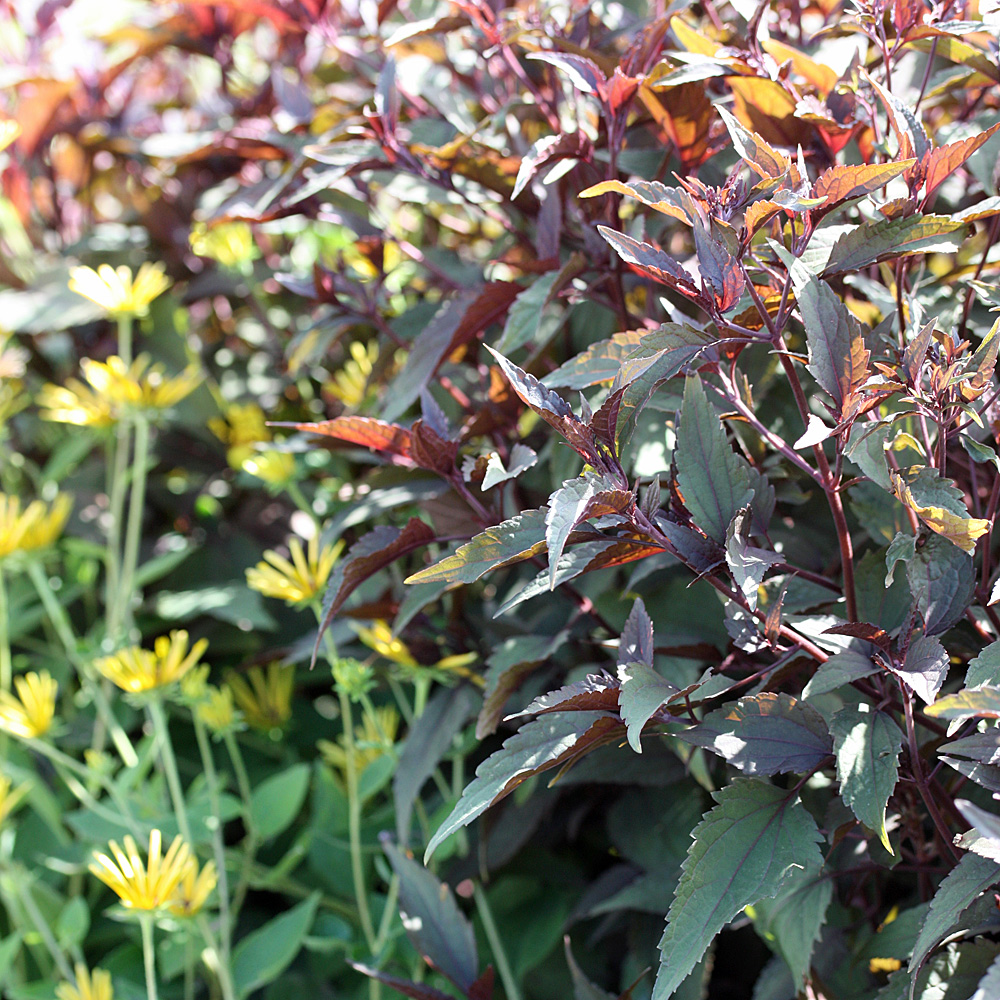 Wasserdost Chocolate, Eupatorium, Beetpflanze