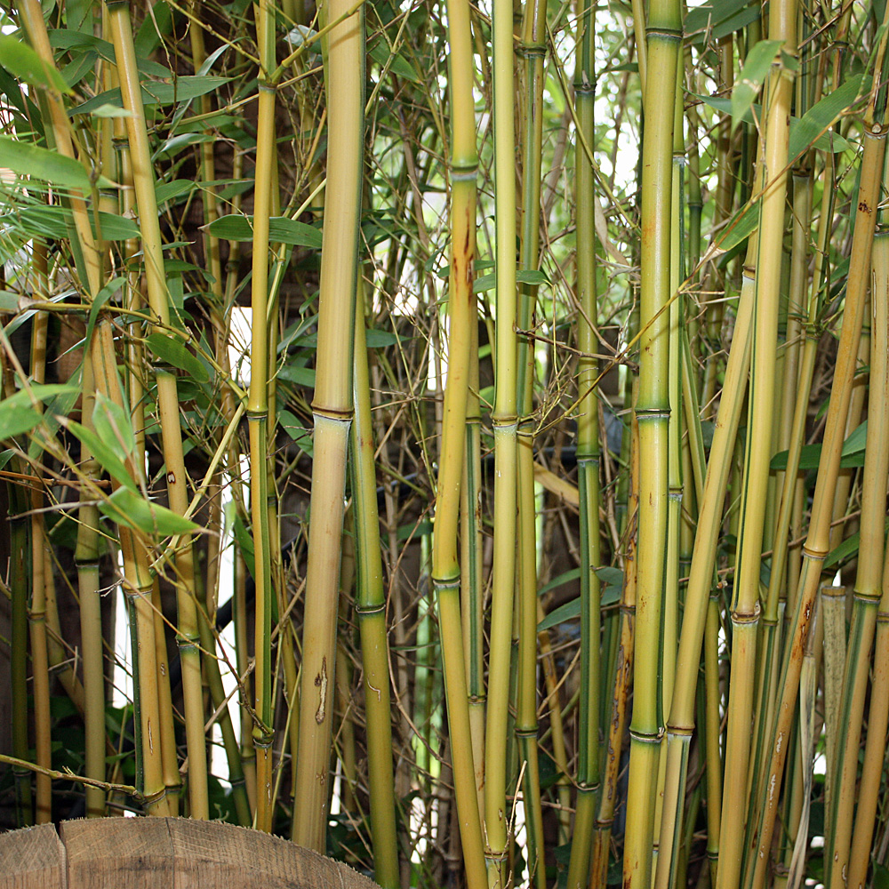 Phyllostachy-Spectabilis