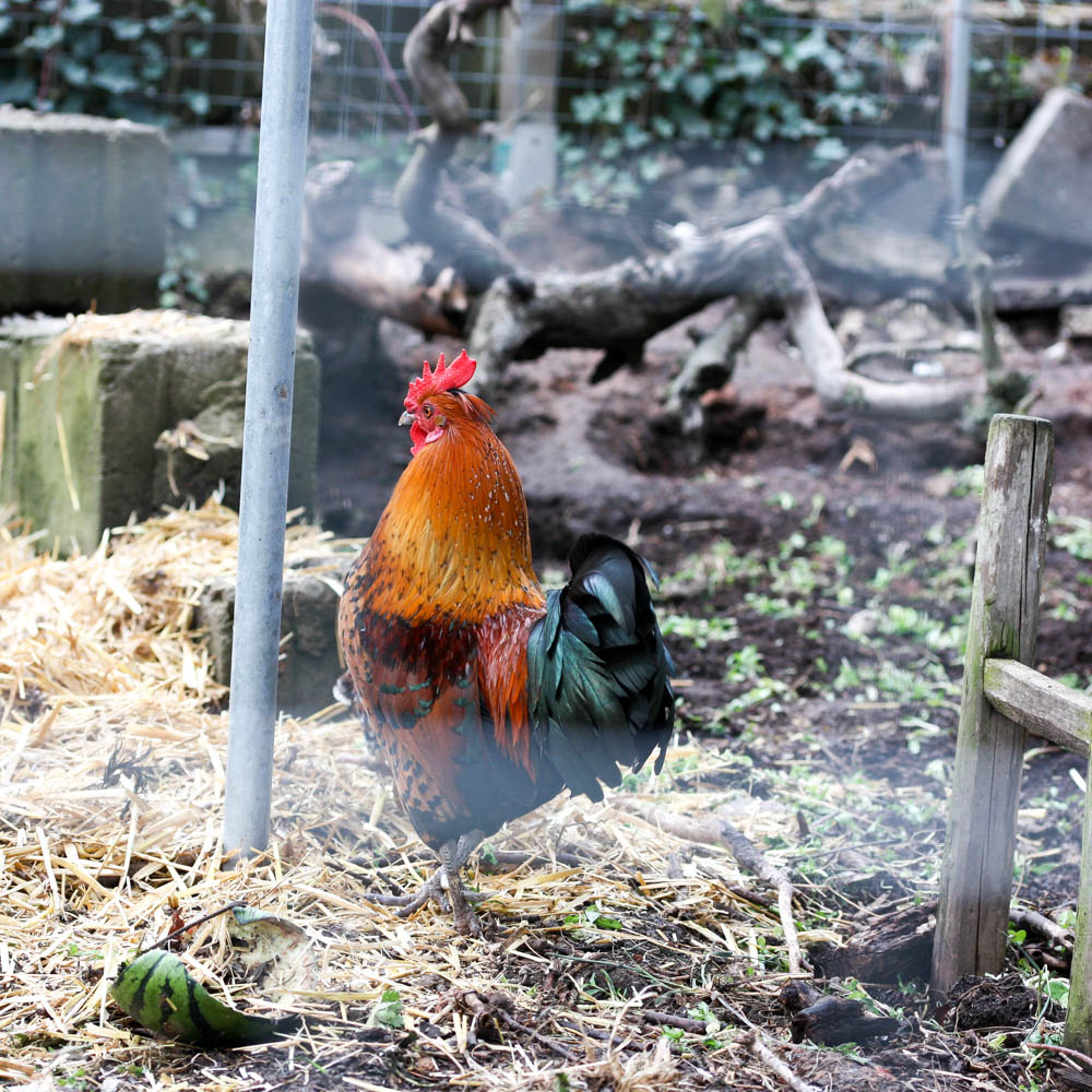 Raubmilben gegen Schlangen-/ Vogelmilben