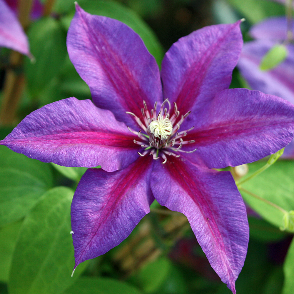 Clematis Standort: Welcher ideal ist und die Vorlieben je nach Sorte