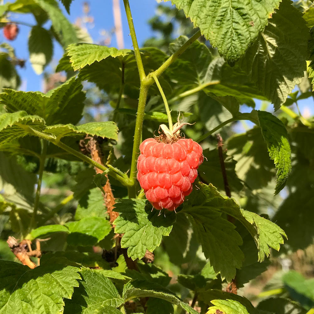 Sommerhimbeere 'Valentina' ®