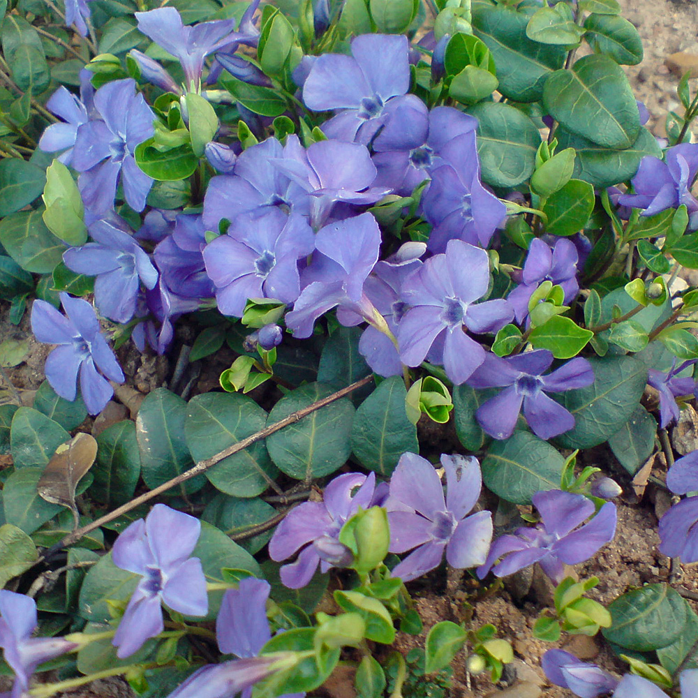 Immergrün, Vinca, Blütenpflanze, Bodendecker