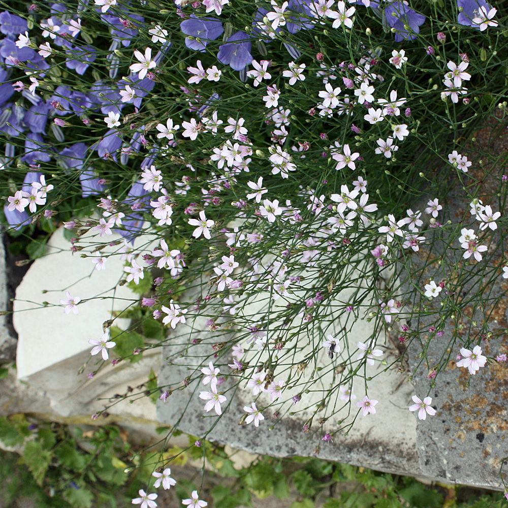 Felsennelke, Steingarten, Dachgarten