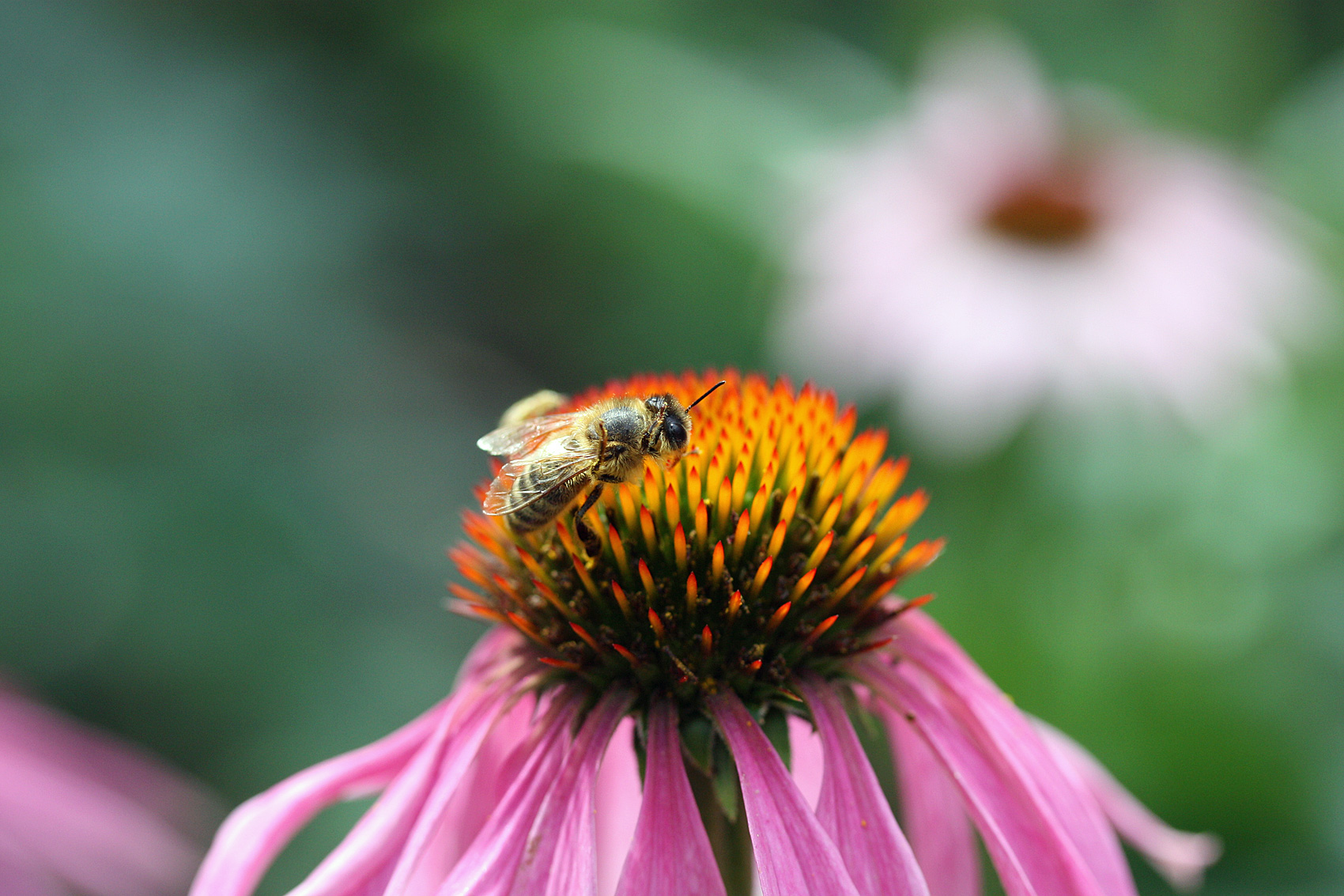 Schmetterlings- und Bienenweiden
