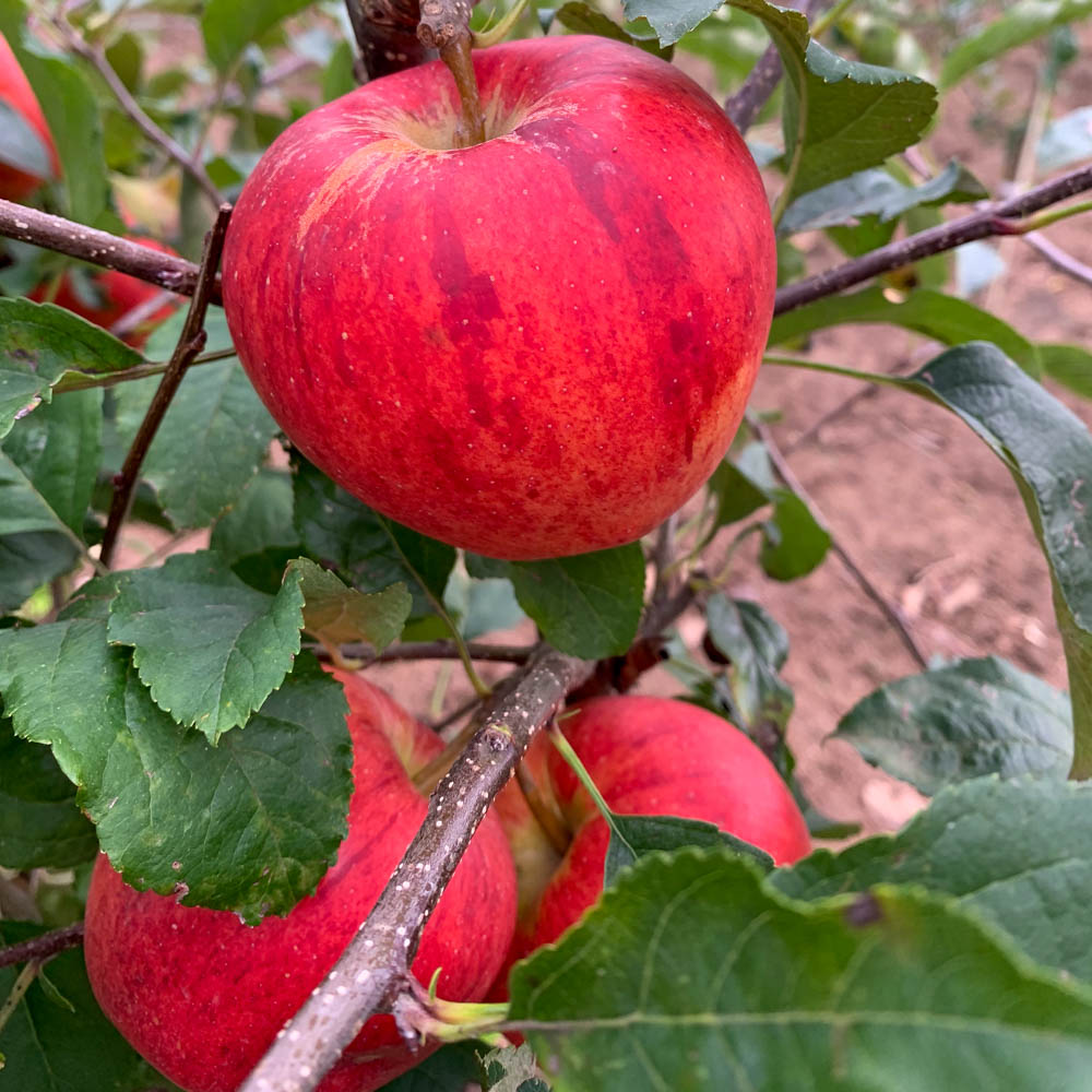 Apfel 'Gala'