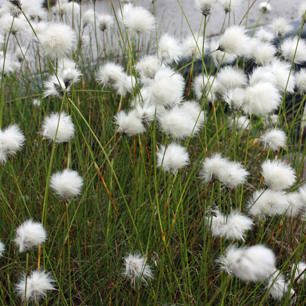 Wollgras, Eriophorum, Wasserpflanze