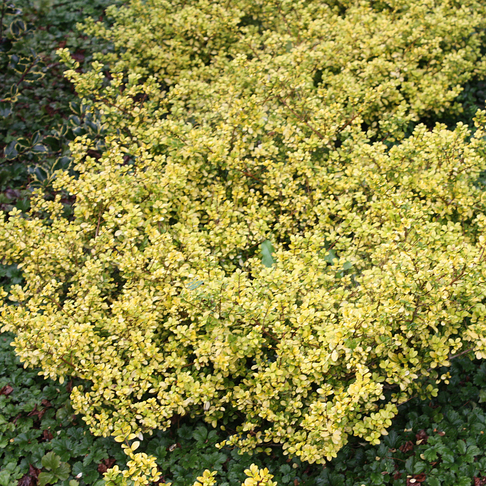 Gelblaubiger Ilex, Bergilex, Blattschmuck