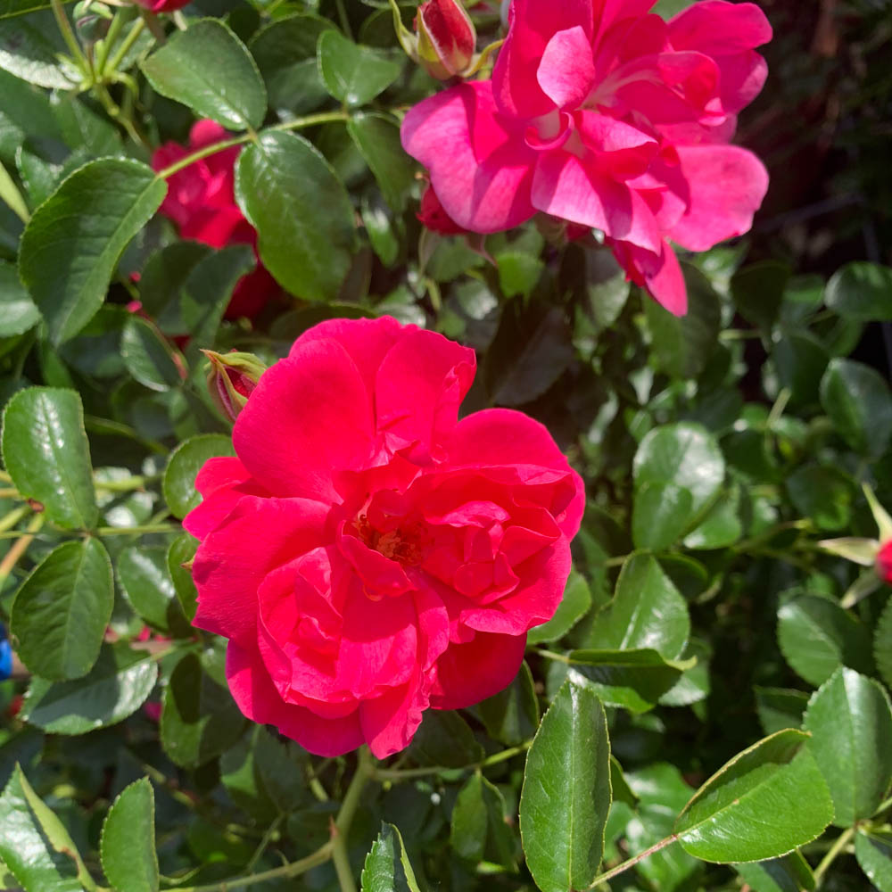 Bodendeckerrose Heidetraum, Rose, Bodendecker