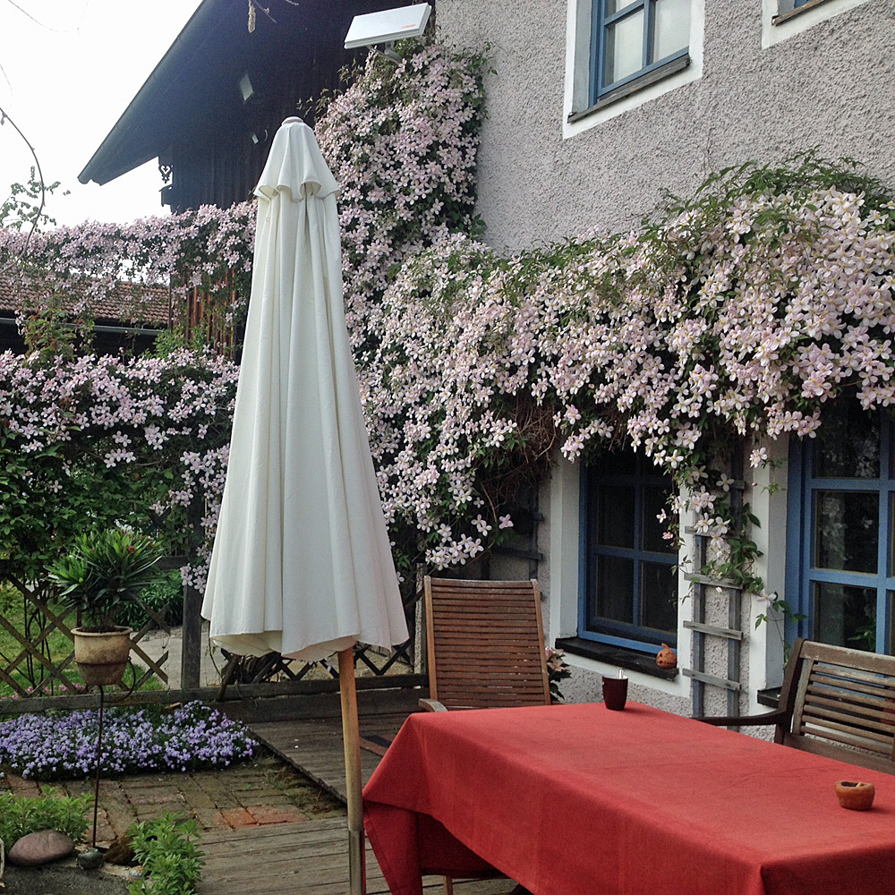 Clematis montana 'Rubens'