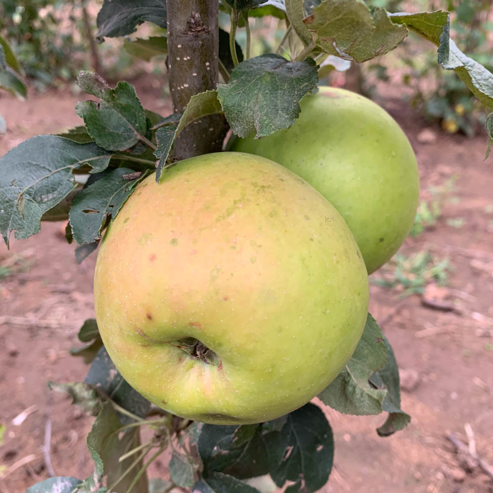Apfel 'Brettacher'