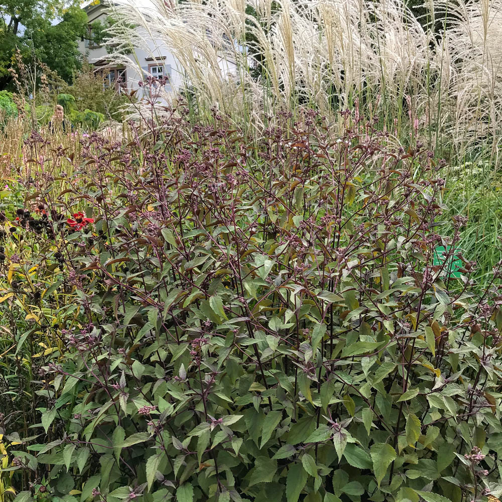 Wasserdost Chocolate, Eupatorium, Beetpflanze