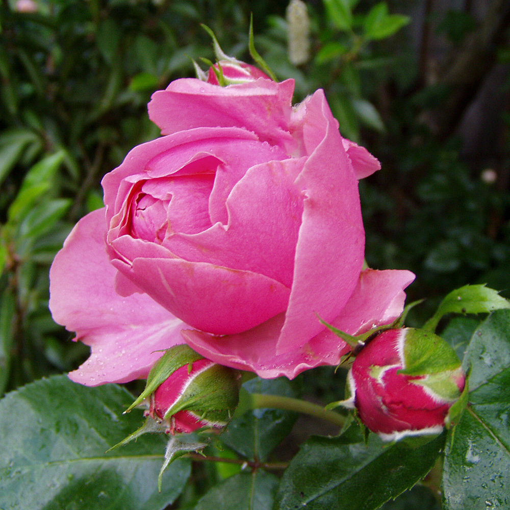 Rose Leonardo da Vinci, Nostalgische Rose, Beetpflanze