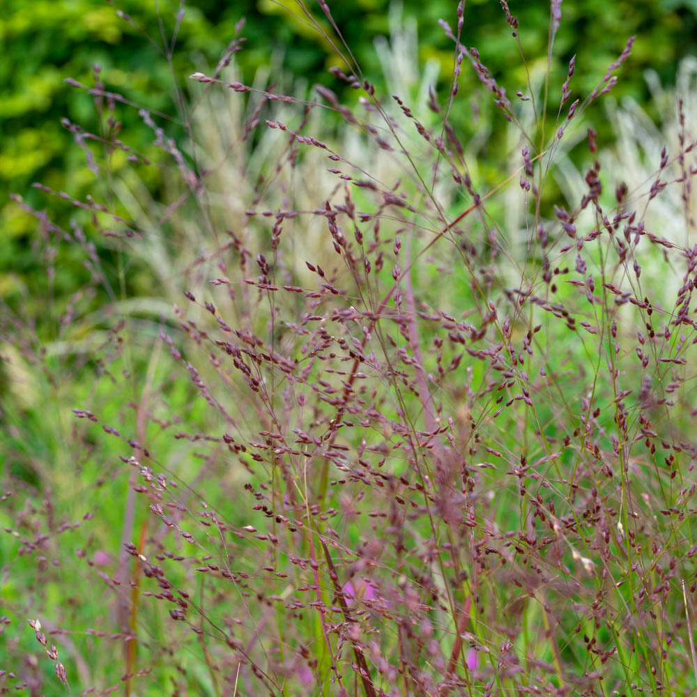 Rutenhirse 'Shenandoah'
