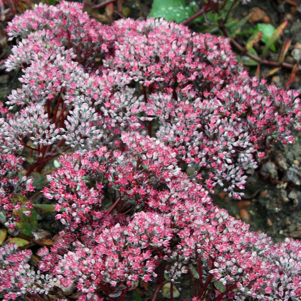 Oktoberfetthenne Robustum, Sedum, Bodendecker, Herbstblüher