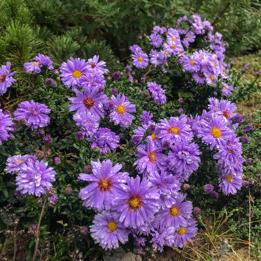 Kissenaster Herbstpurzel, Herbst, Aster