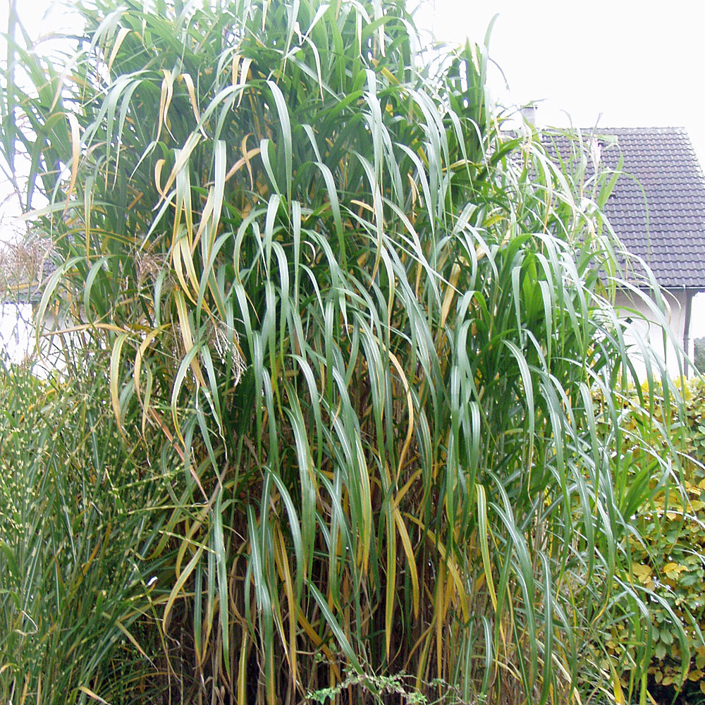 Riesenchinaschilf Aksel Olsen 