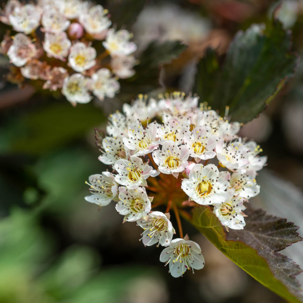 Blasenspiere 'Summer Wine' ®