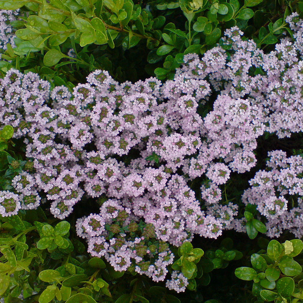 Echter Thymian, Gewürz, Küchenkraut, Kräuter