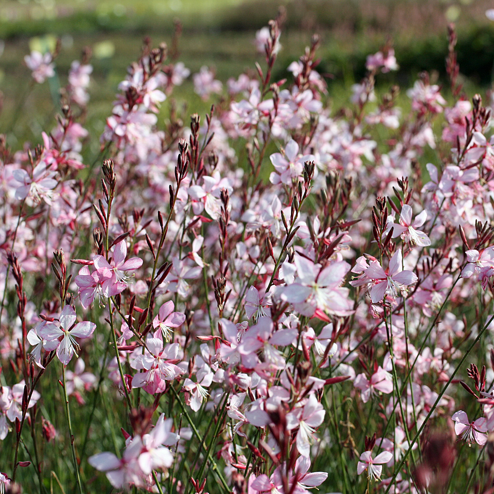 Prachtkerze Appleblossom, Gaura, Filigrane Blütenstaude