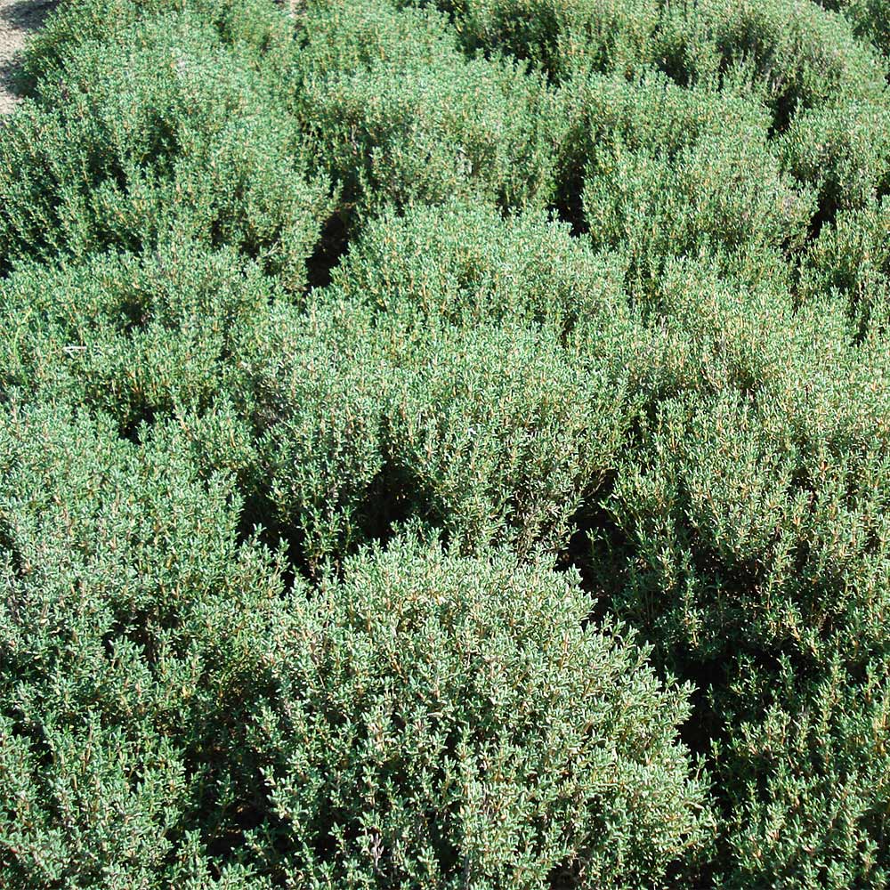 Echter Thymian 'Compactus'