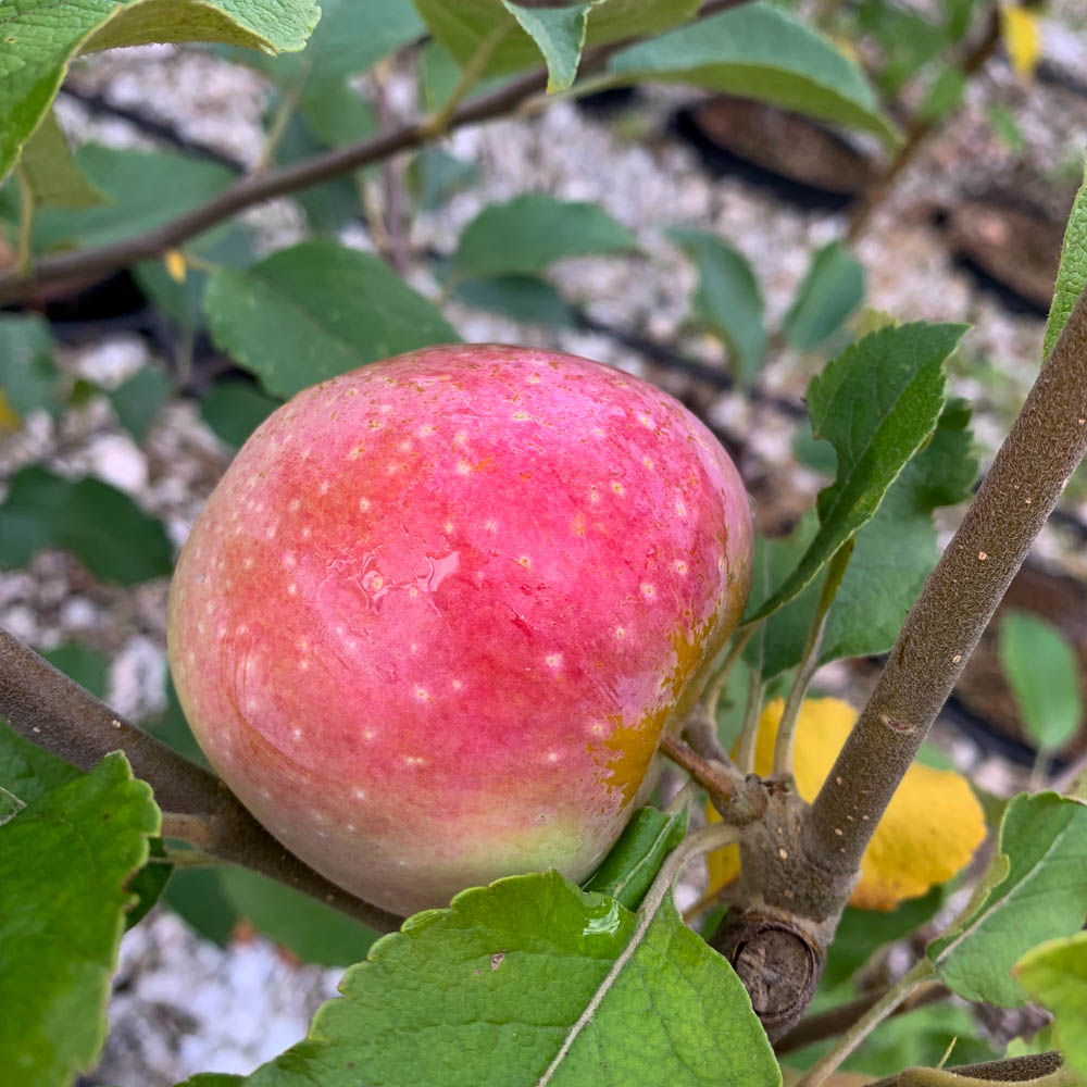 Apfel 'Florina' ®