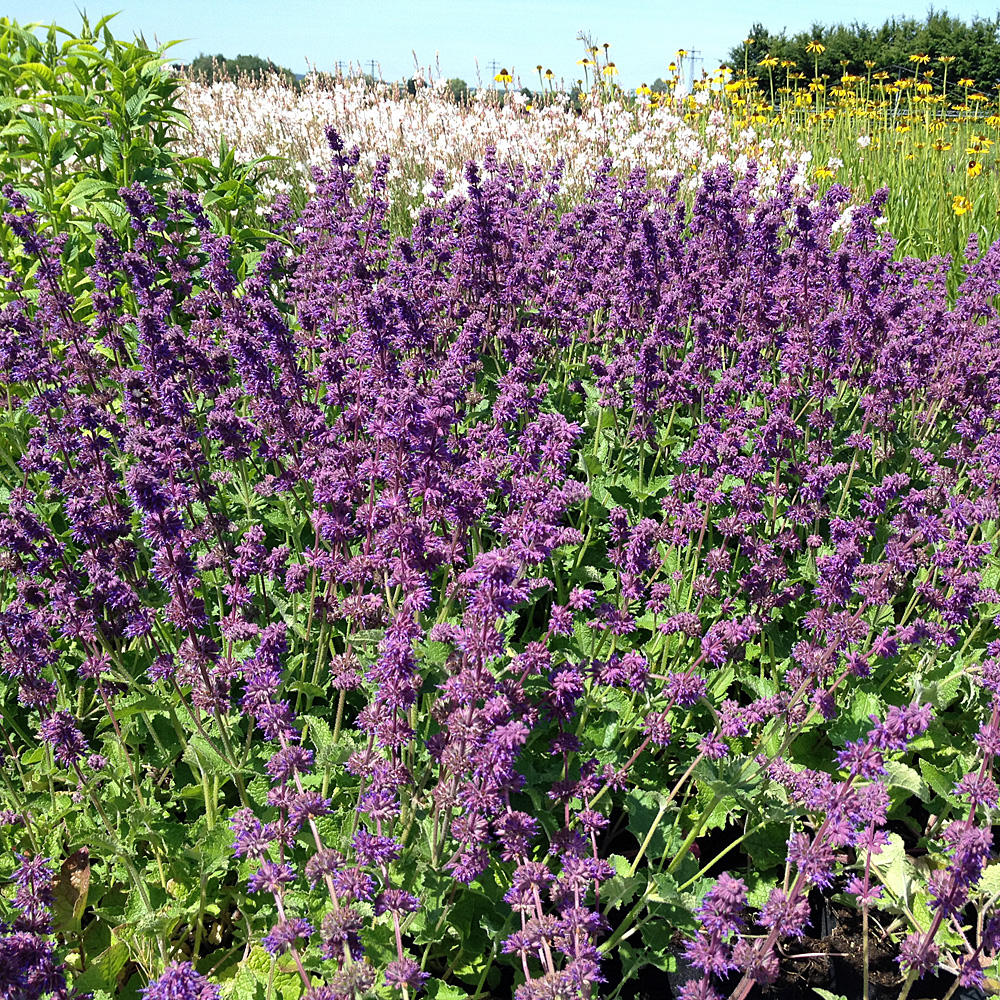 Salbei Purpule Rain, Salvia, Zierstaude