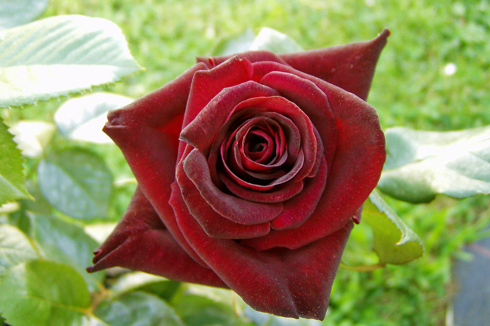 Edelrosen