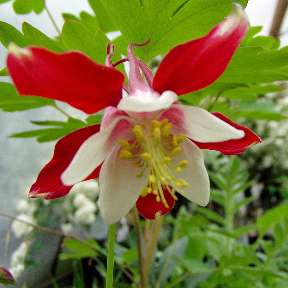 Kokardenblume Bremen, Beetstaude, Blütenpflanze
