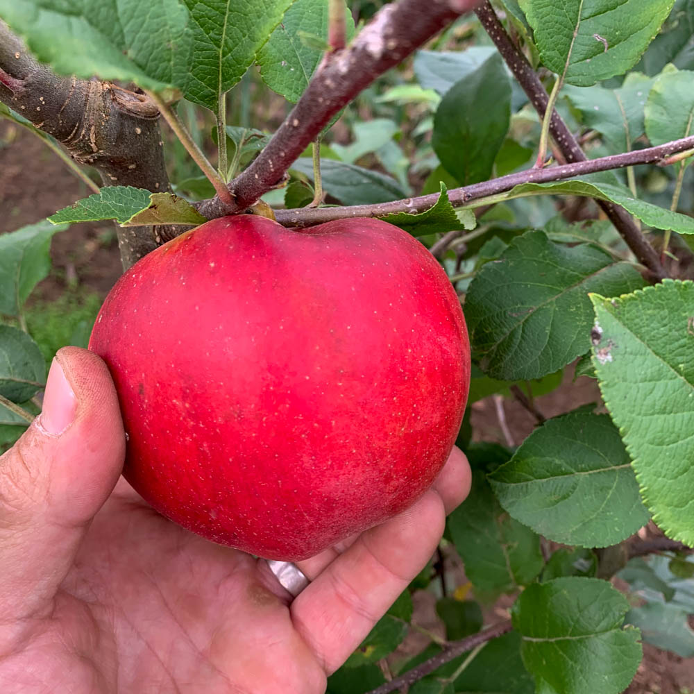 Apfel 'Santana' ®