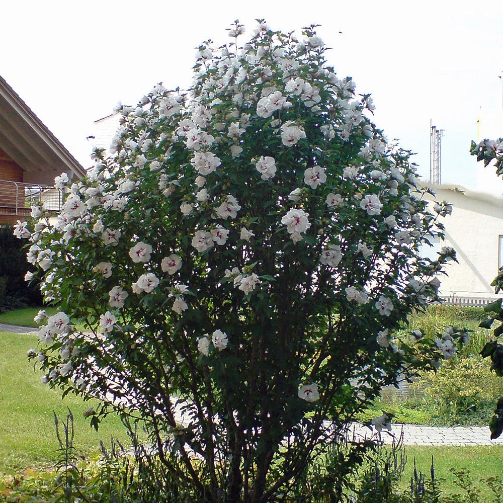 Blütenstrauch, Garteneibisch, Hibiscus