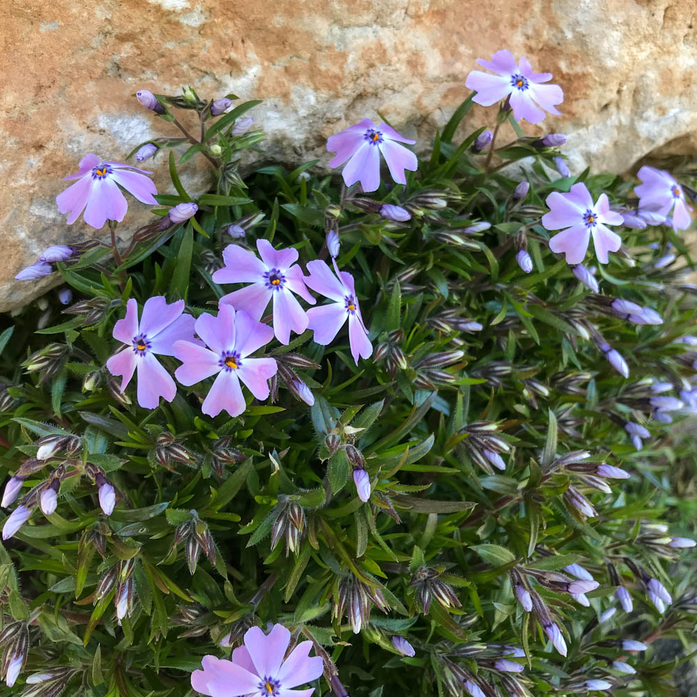 Teppichphlox 'Emerald Cushion Blue'