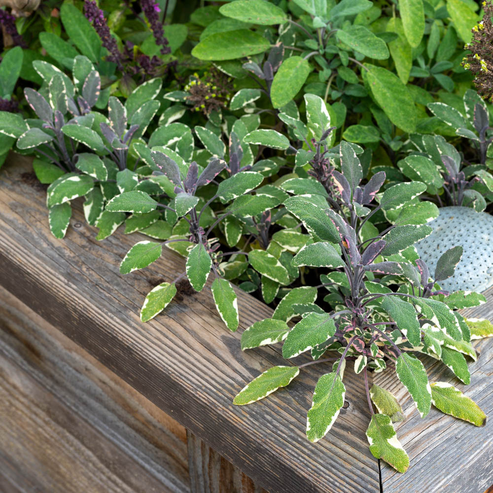 Salbei 'Tricolor'