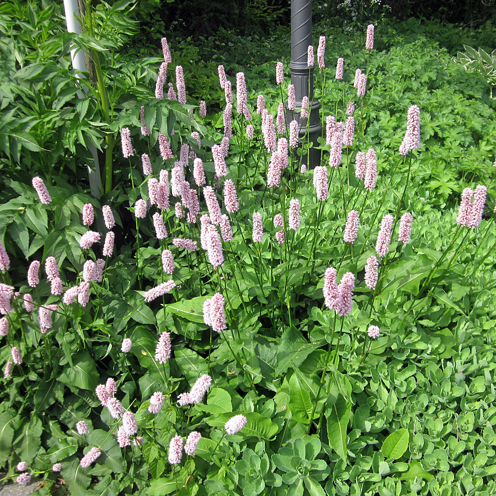 Wiesenknöterich Superbum, Knöterich, Unterbepflanzung