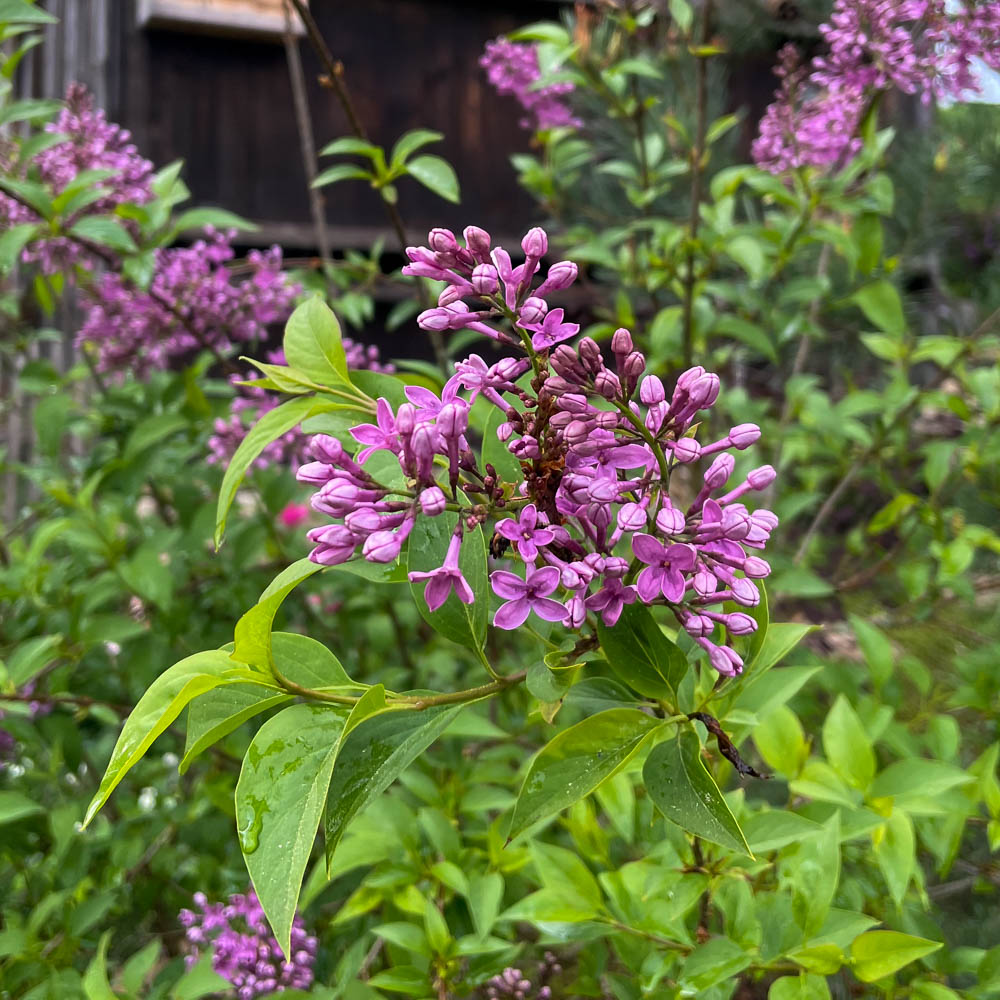 Königsflieder 'Saugeana'