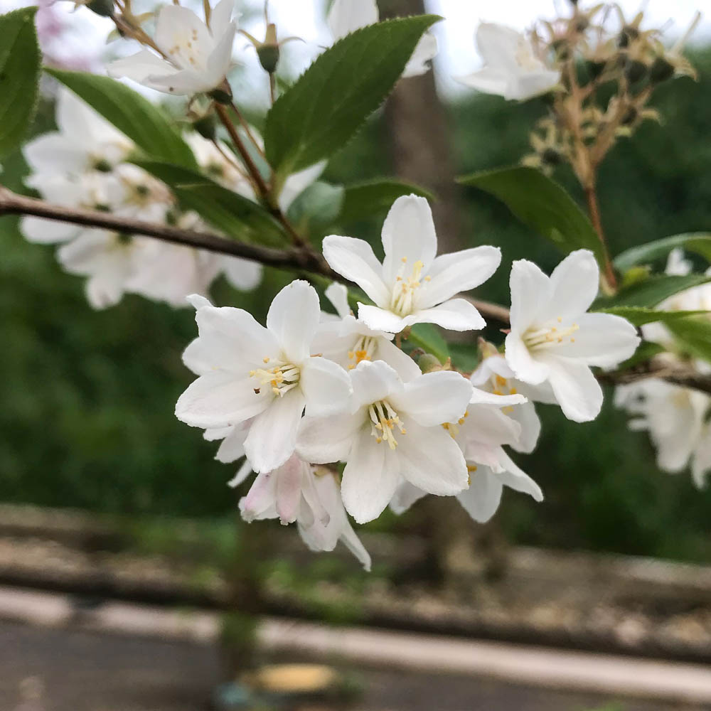 Maiblumenstrauch 'Yuki Snowflake'