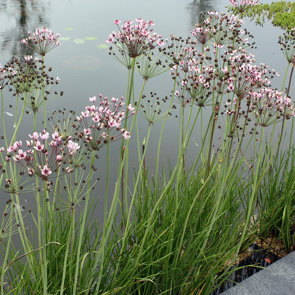 Blumenbinse, Butomus umbellatus, Wasserpflanze