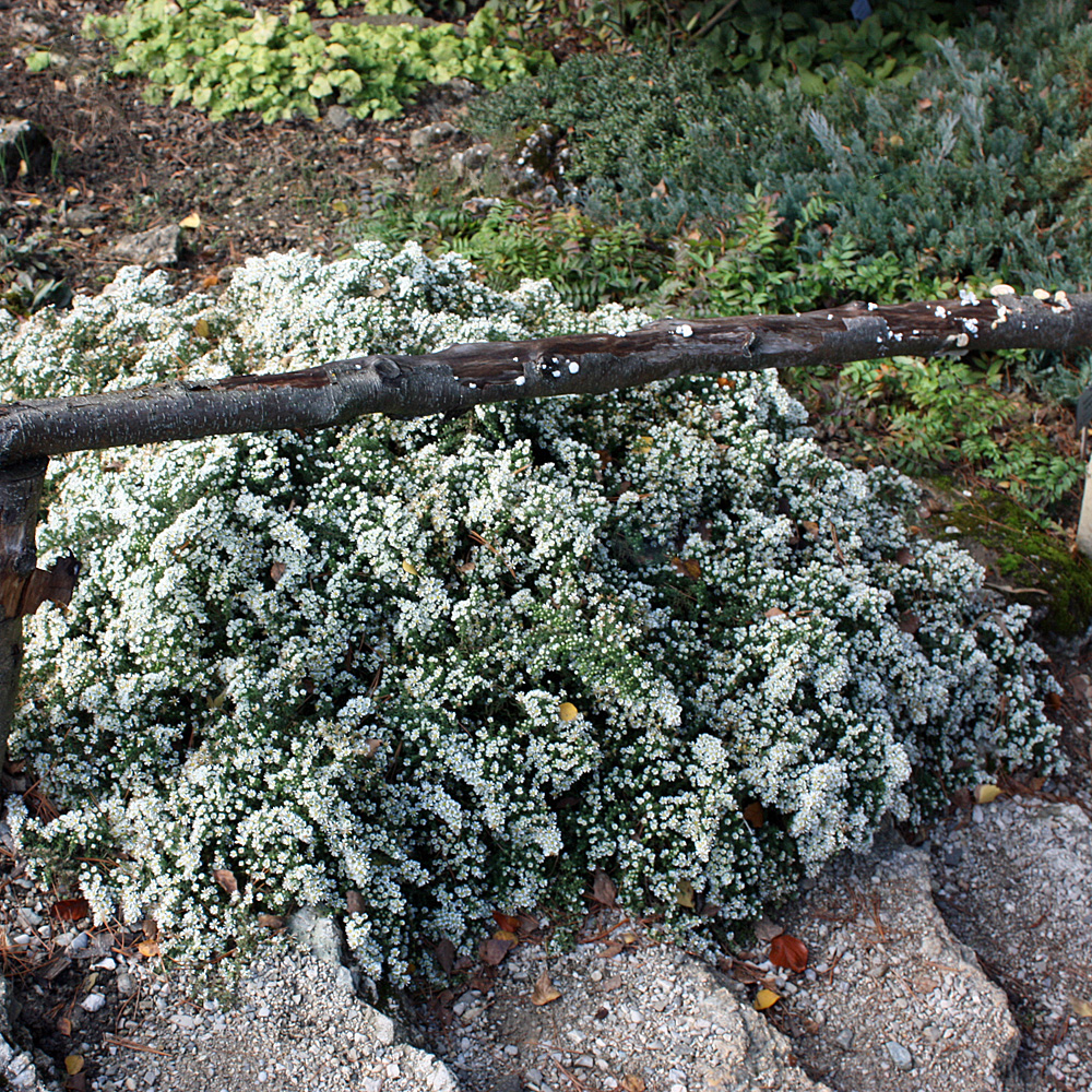 Aster Snow Flurry, Herbstblüher, Blütenmeer
