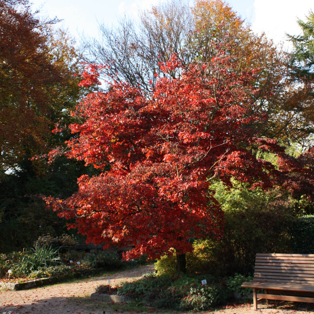 Roter Fächerahorn 'Bloodgood'