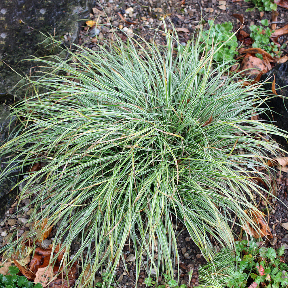Buntlaubige Segge Snowline, Carex Snowline