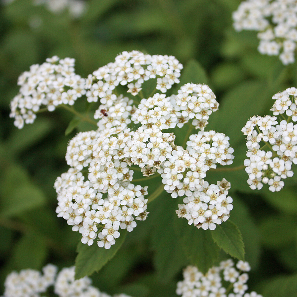 Zwergspiere Albiflora, Blütenstrauch, Bodendecker
