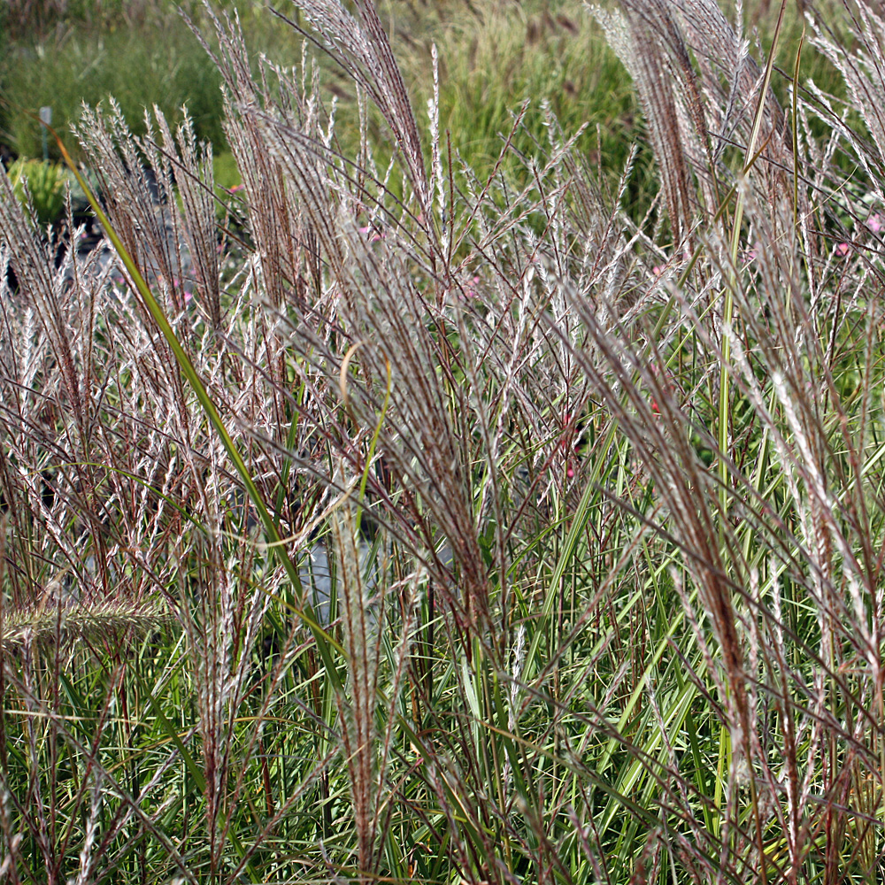 Chinaschilf 'Kleine Silberspinne'