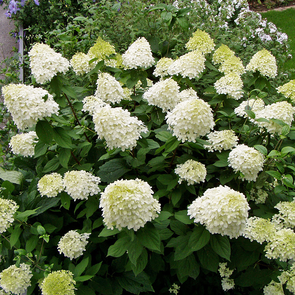 Hortensie Limelight, Hydrangea, Rispenhortensie, Blütenbälle