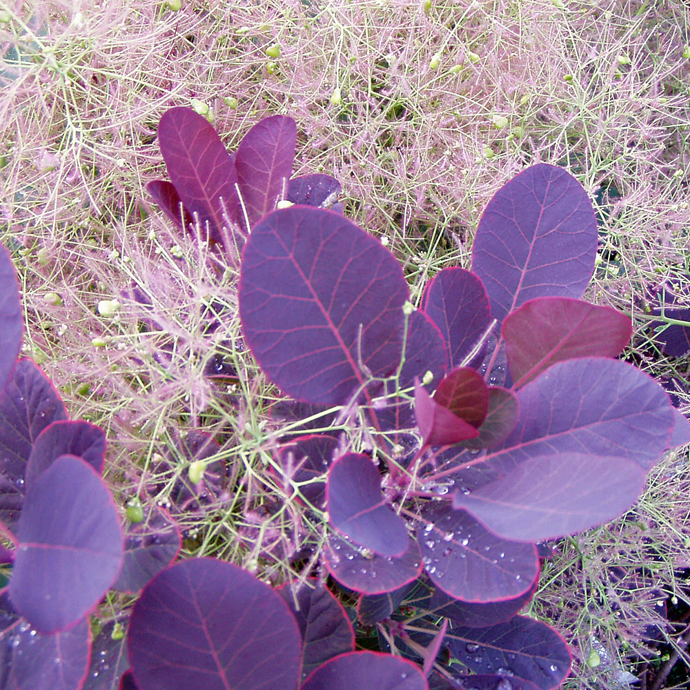Roter Perückenstrauch, Cotinus, Blattschmuck