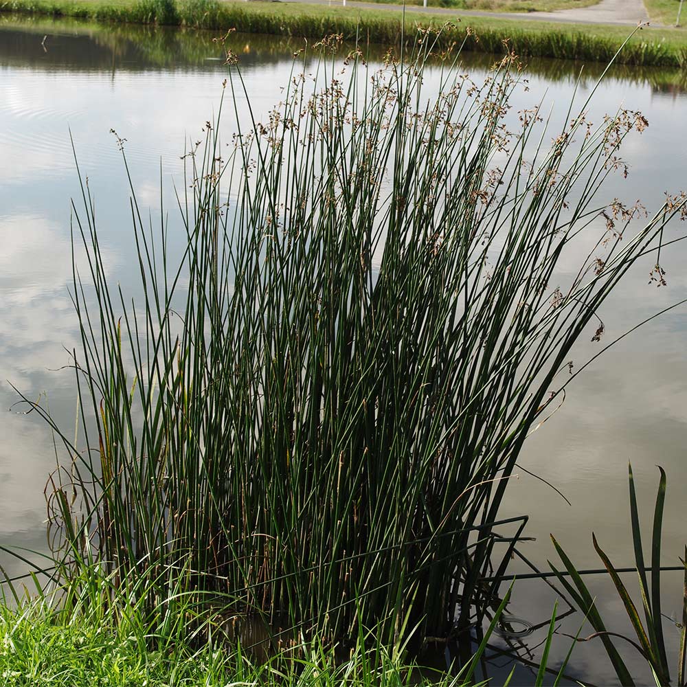 Teich Simse
