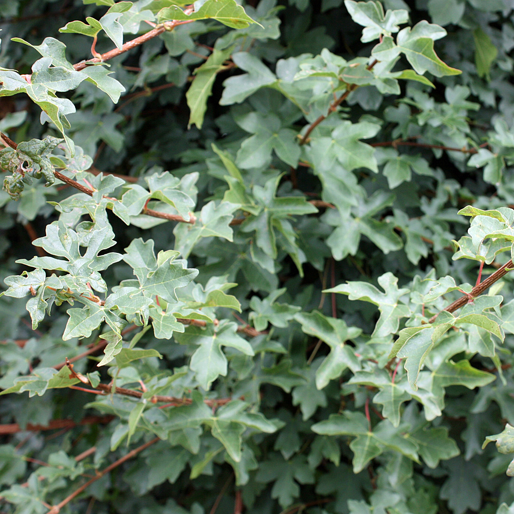 Feldahorn, Acer, Heckenpflanze