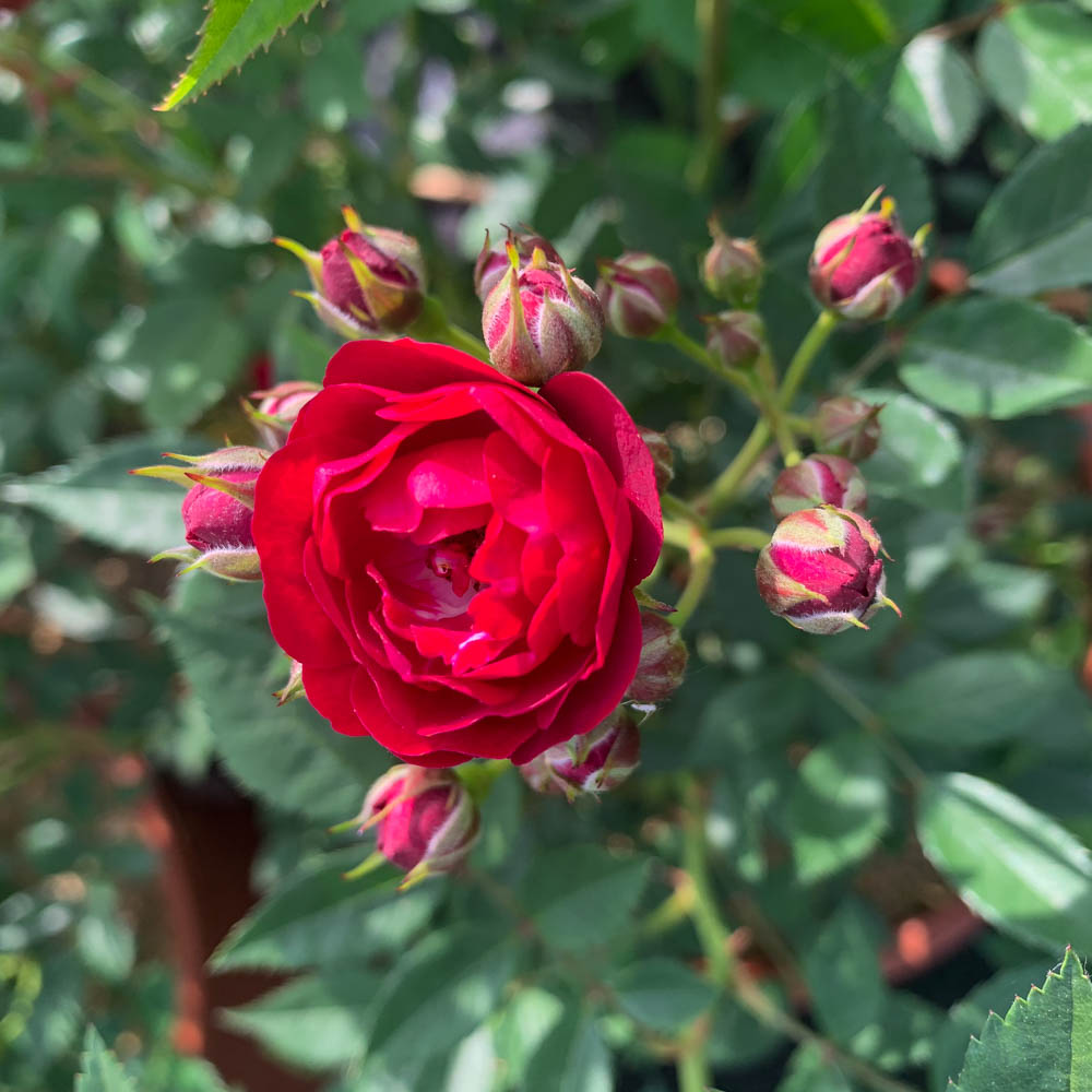 Kletterrose 'Perennial Domino'
